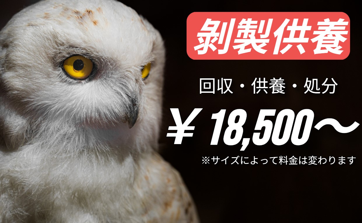 ダウンロード